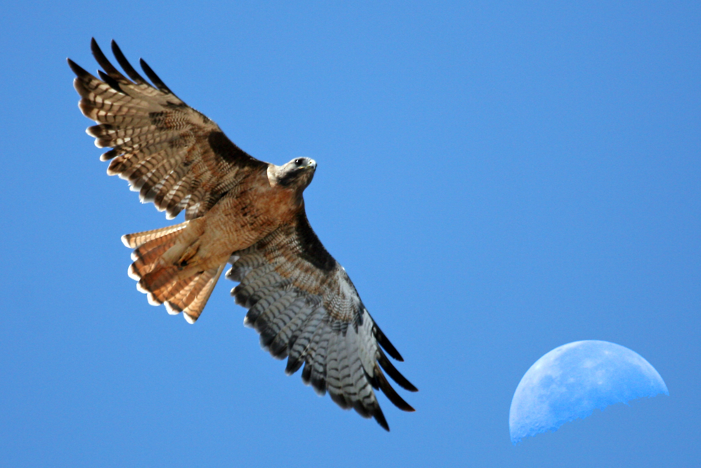 Red-tailed_Hawk_with_moon_over_Estero_Bay_CA_-_composition_red-tail-moon-composite-2630s_(323660913)
