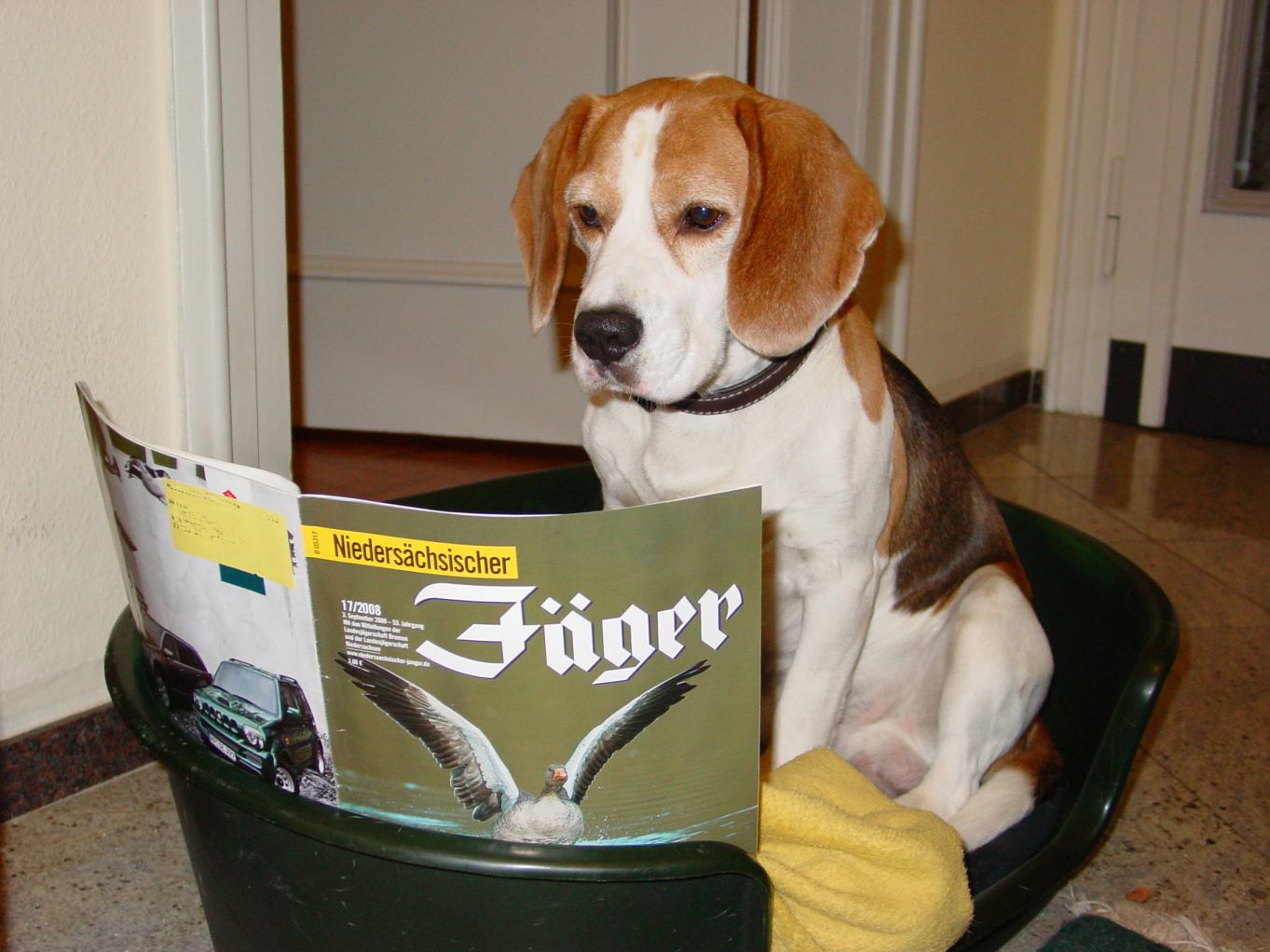 Weiterbildung_fuer_Beagle