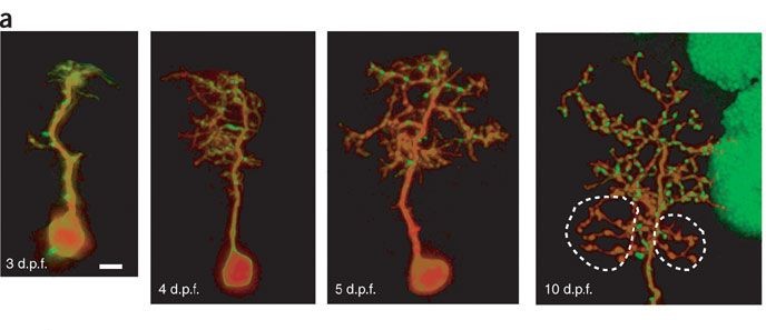 dendritic growth cropped