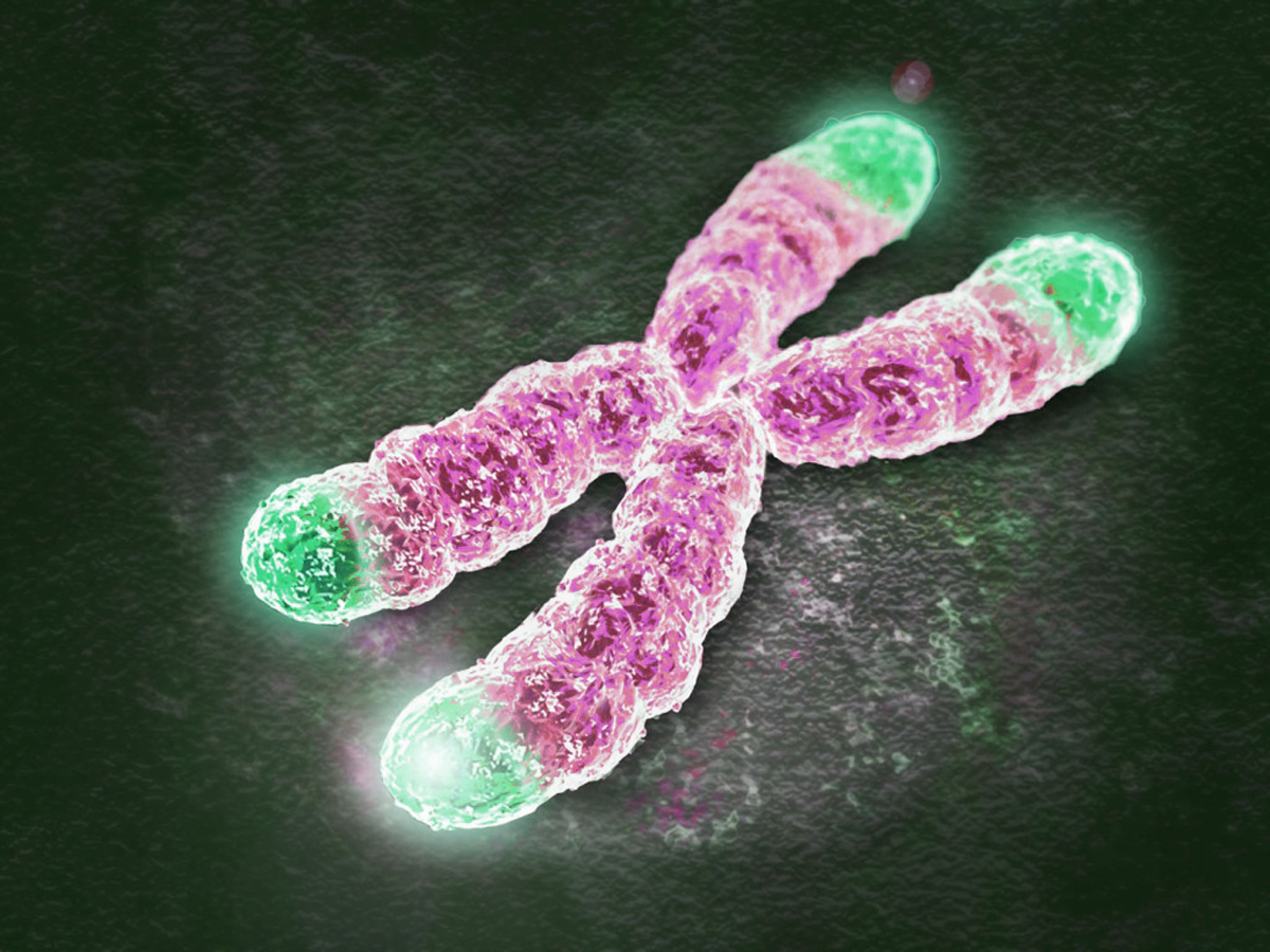 telomeres